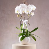 2 White Orchids