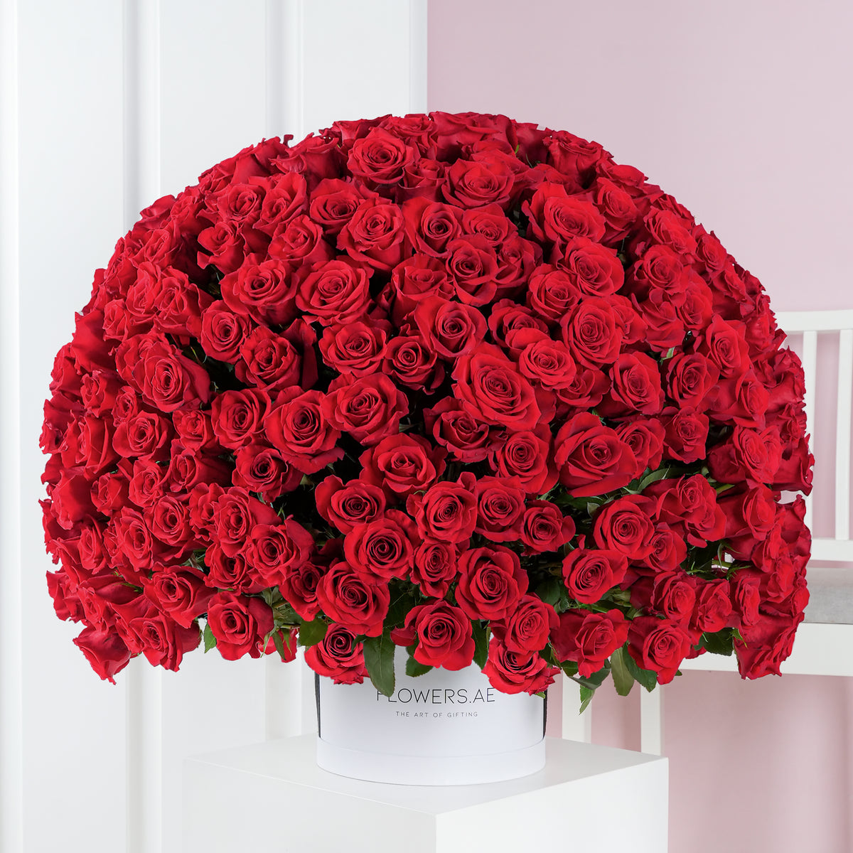 500 Red Roses  XXL