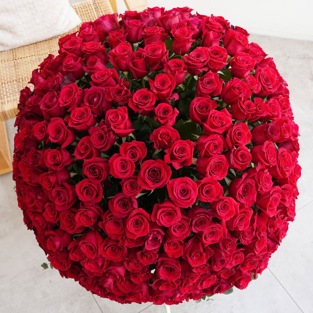 500 Red Roses  XXL