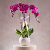 3 Purple Orchids
