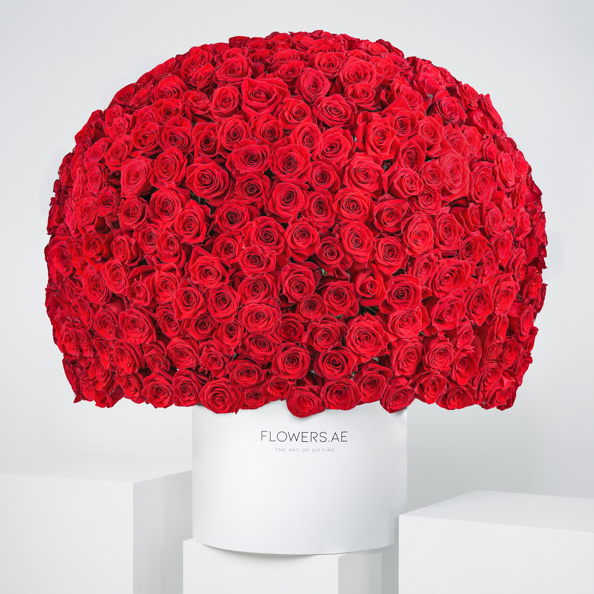 500 Red Roses  XXL