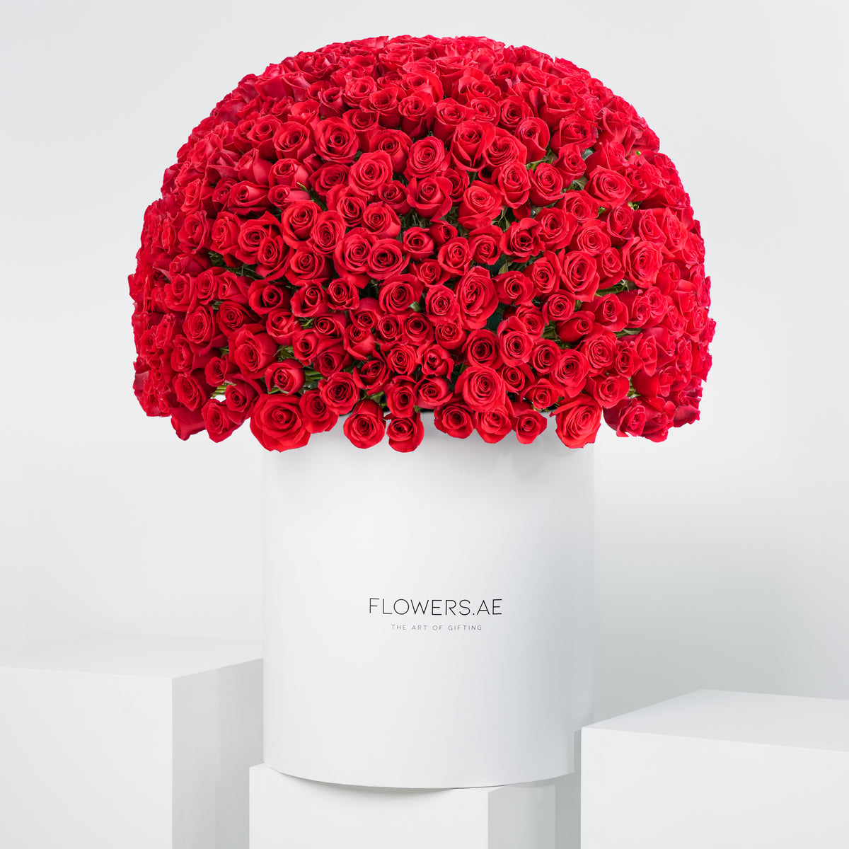 500 Red Roses  XXL