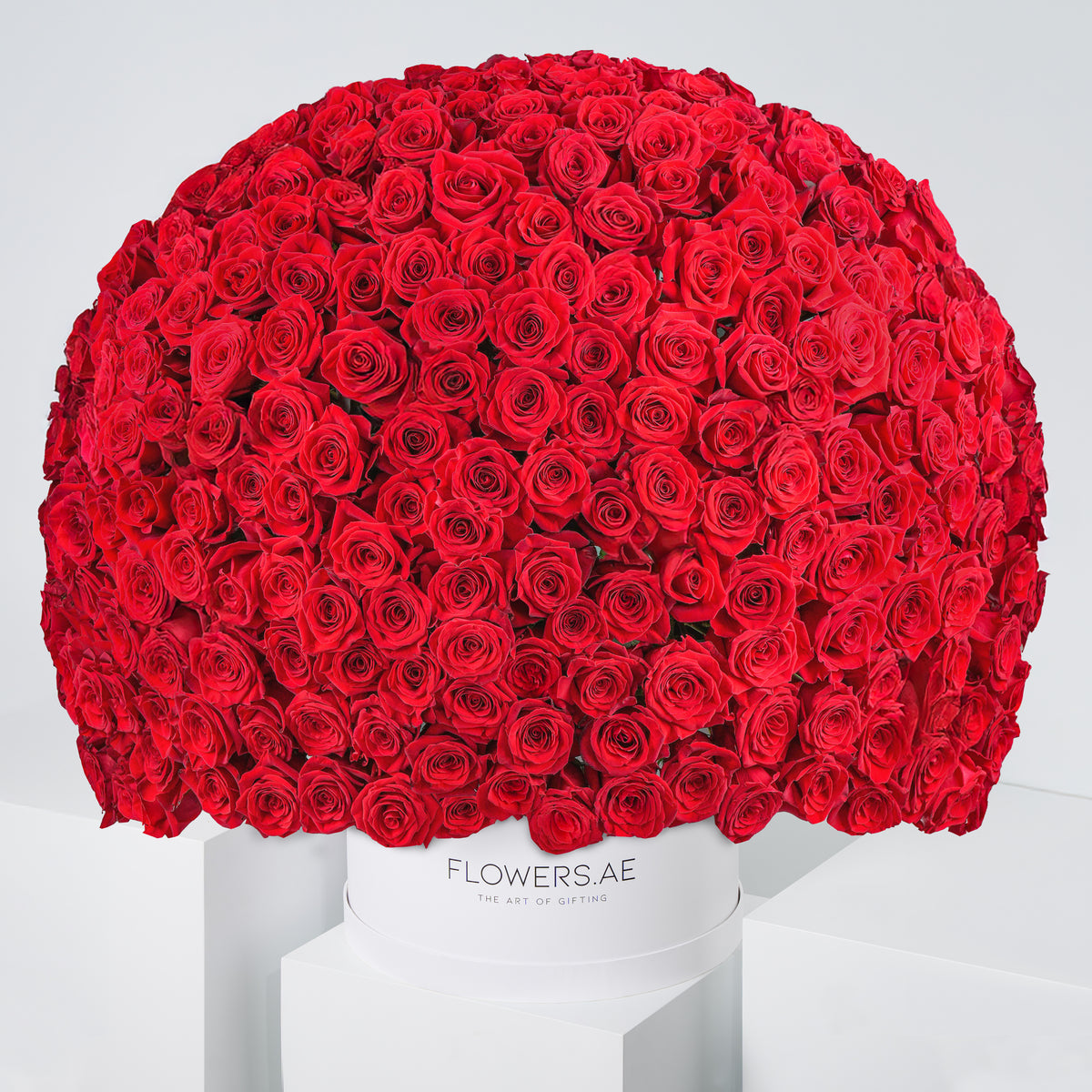 500 Red Roses  XXL