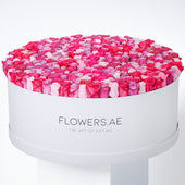 Valentine 500 Blush Roses  XXXL