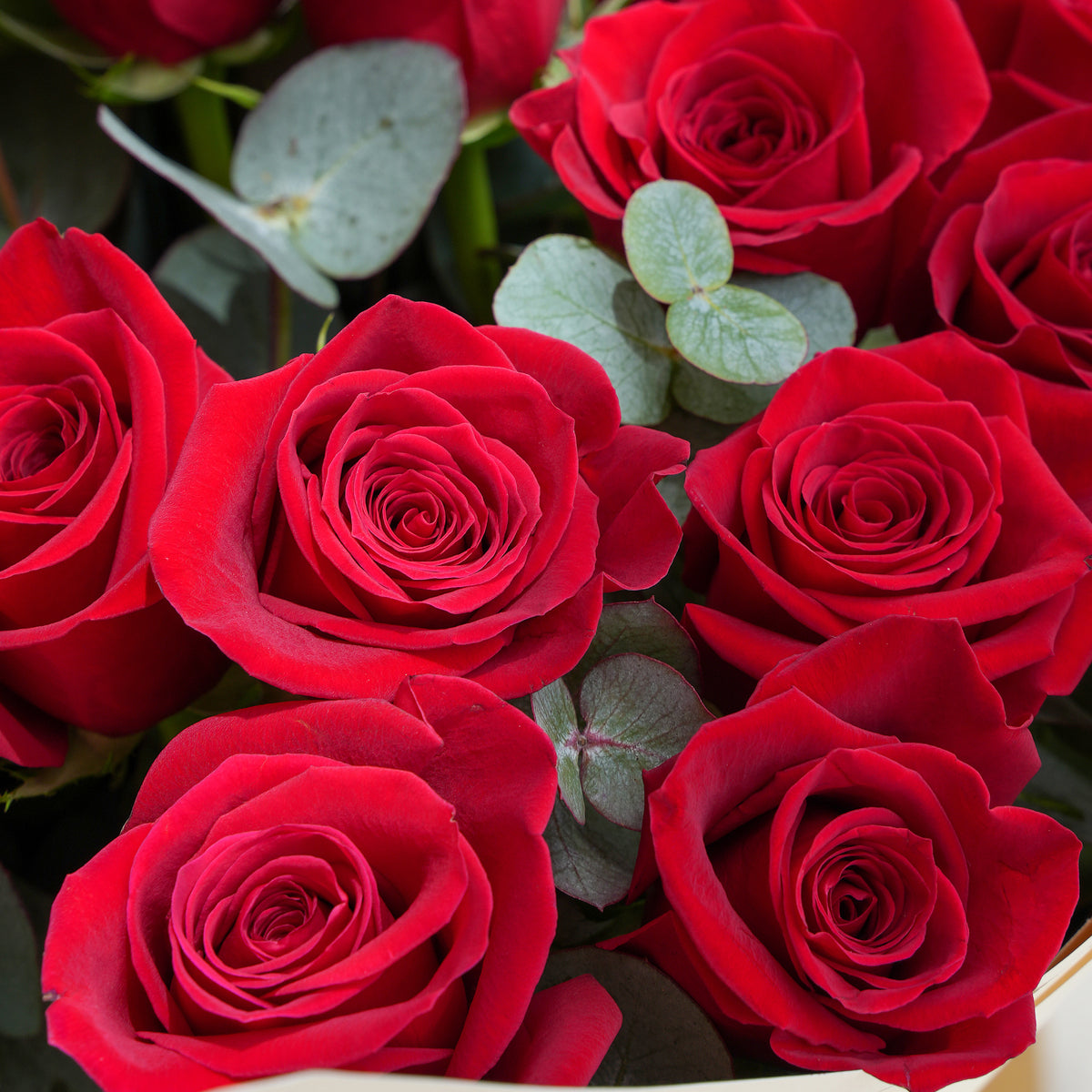 25 Festive Red Roses