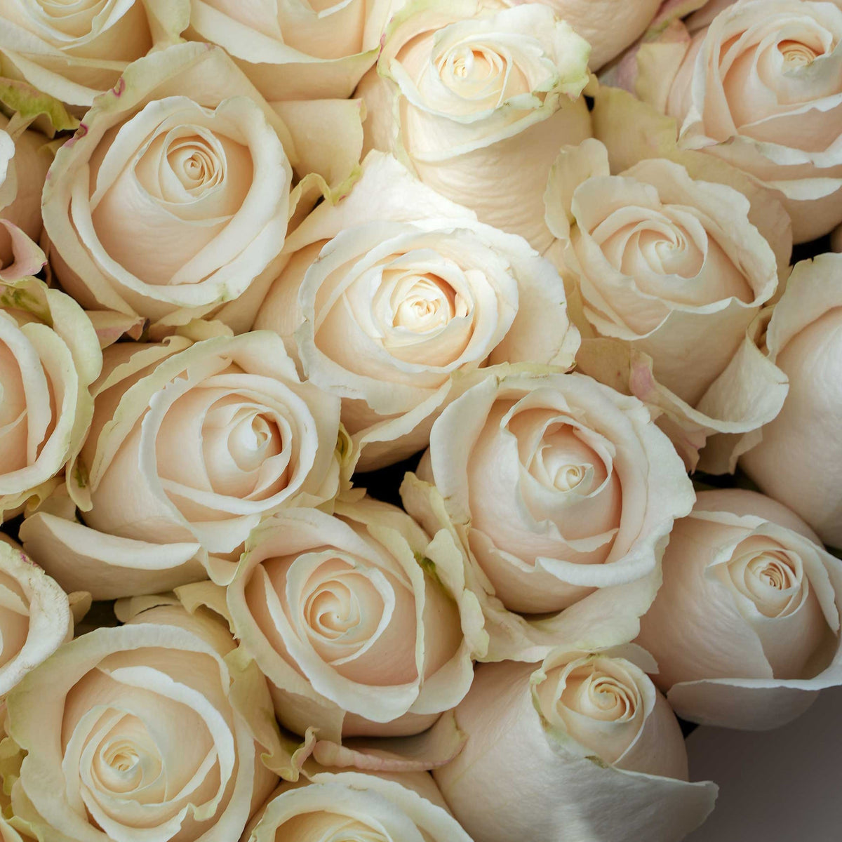 White Roses Heartbox  Large