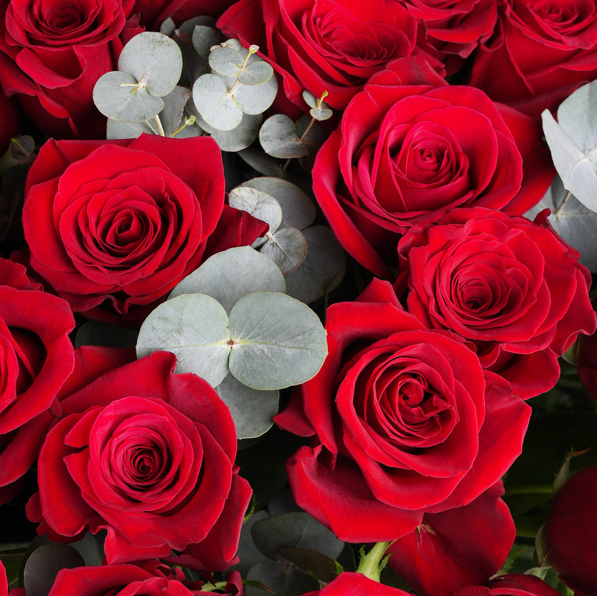 Anniversary 50 Red Roses  Vase