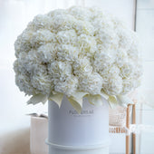 Royale White Hydrangeas