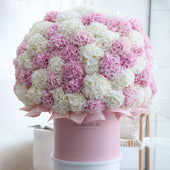 Royale Mix Hydrangeas