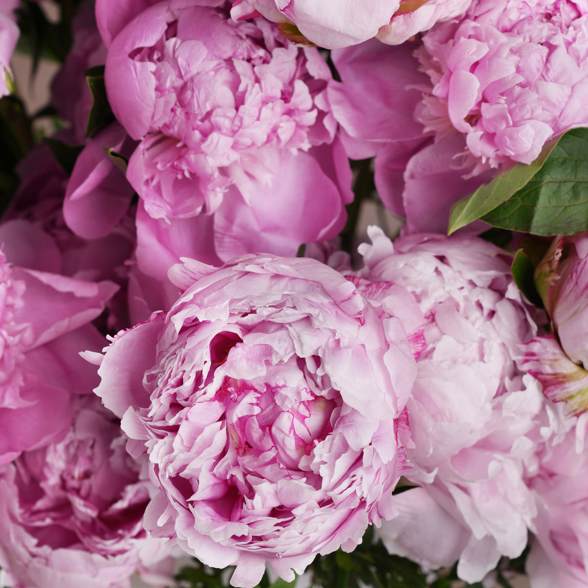 50 Pink Peony Hatbox