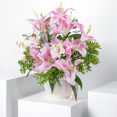 Get Well Pink Scented Lily