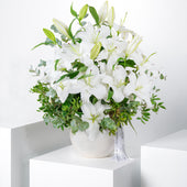 Get Well White Scented Lily