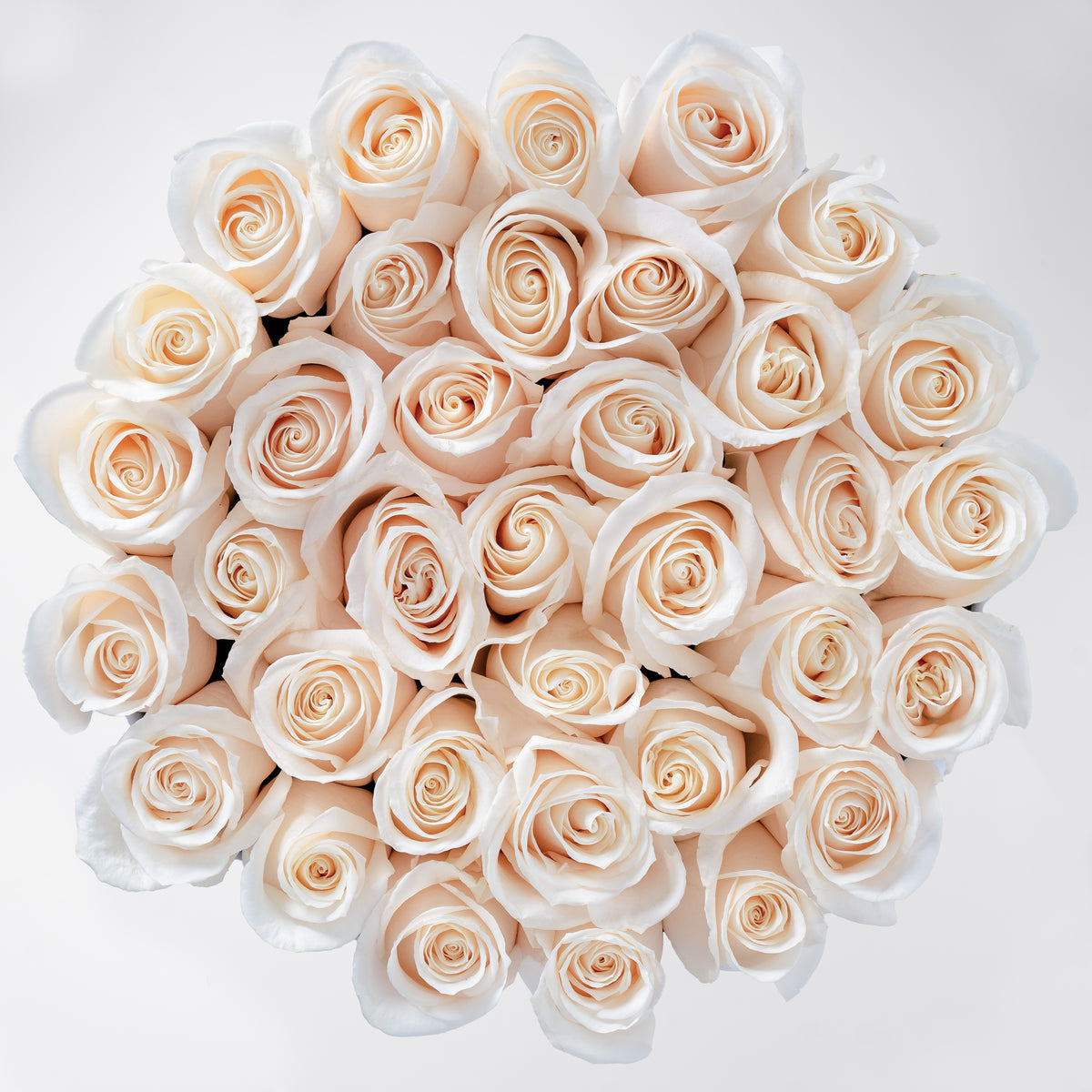 White Roses - Hatbox