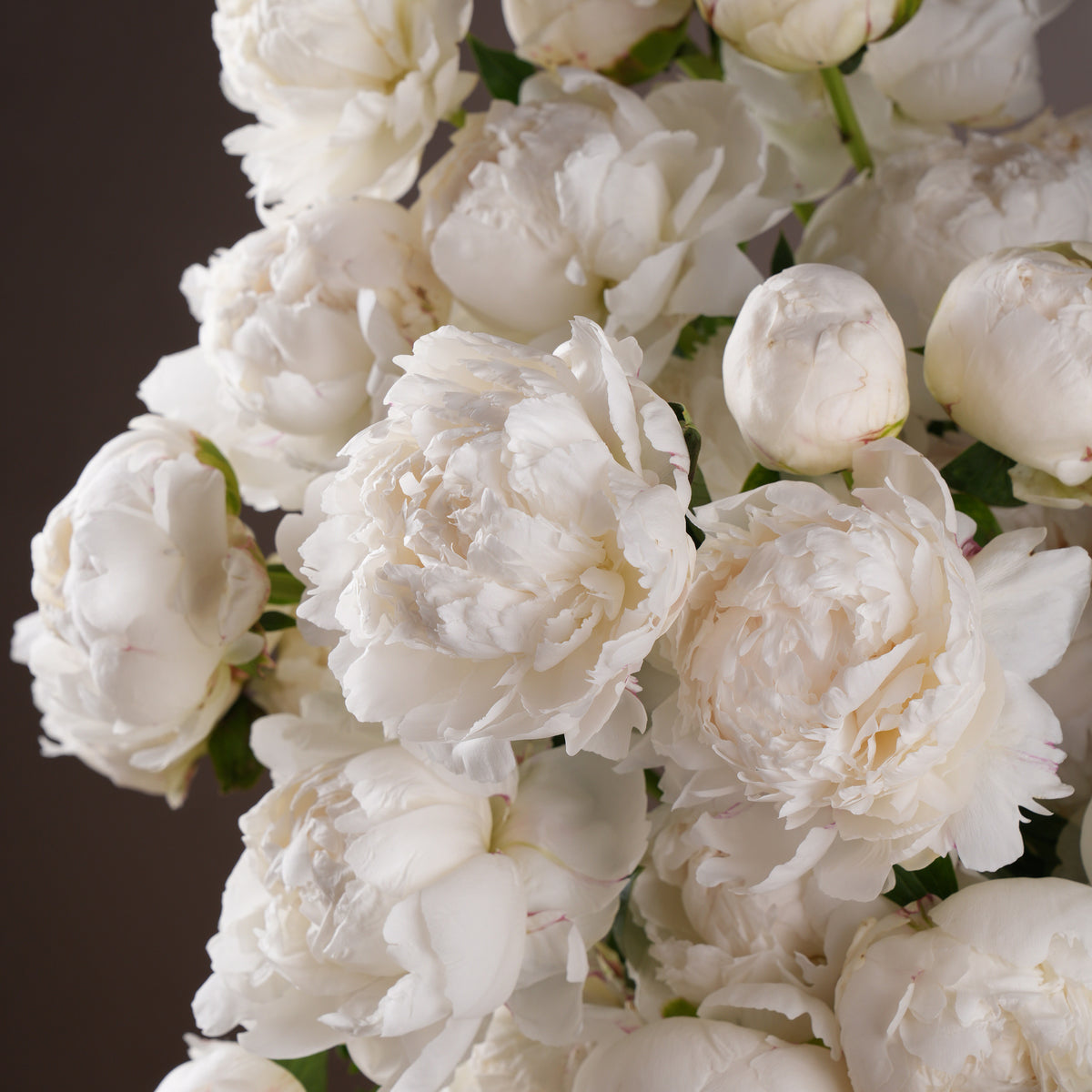 50 White Peony Hatbox